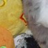 Les chiots le 03 juin